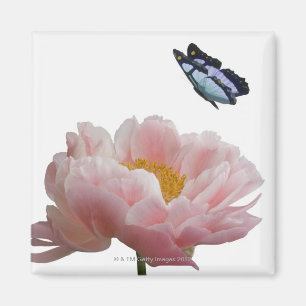 a large pink peony is visited by a ethereal magnet