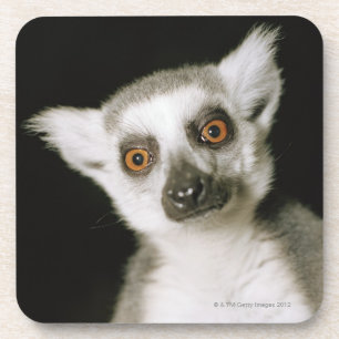 A lemur. coaster