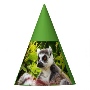 a lemur of Madagascar on party hat