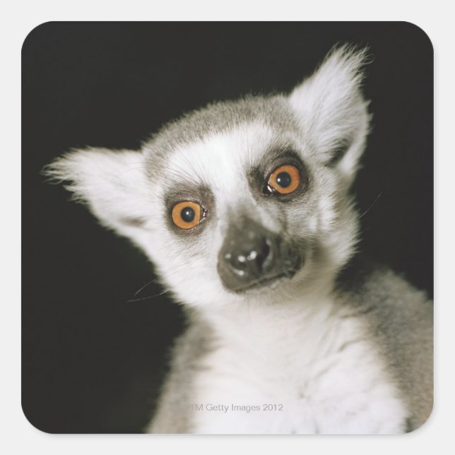 A lemur. square sticker (Front)