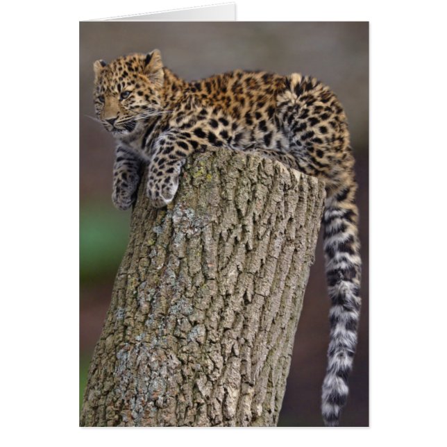 A Leopards Tail Card (Front)