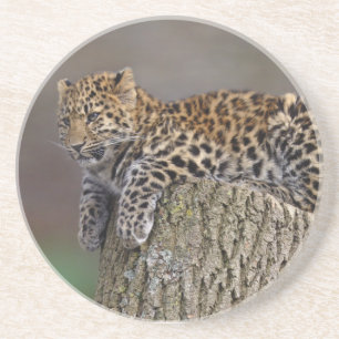 A Leopards Tail Coaster