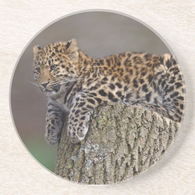 A Leopards Tail Coaster (Front)
