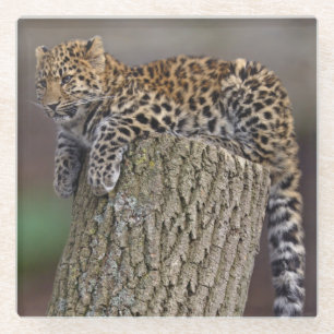 A Leopard's Tail Glass Coaster