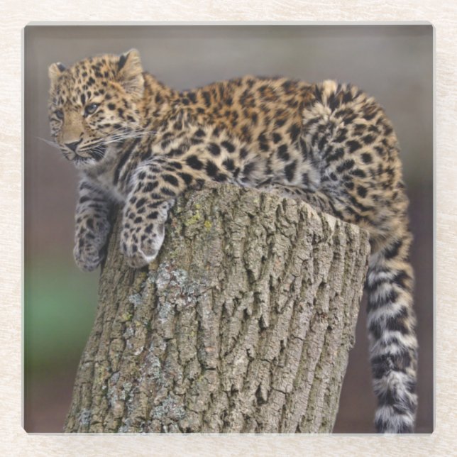 A Leopard's Tail Glass Coaster (Front)