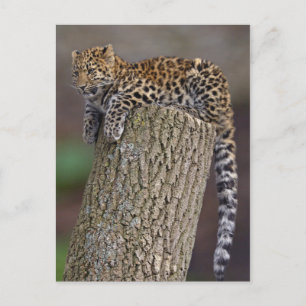 A Leopard's Tail Postcard