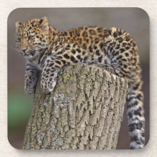 A Leopards Tail Set of 6 Coasters