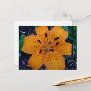 A lily are covered in round,rolling raindrops. postcard