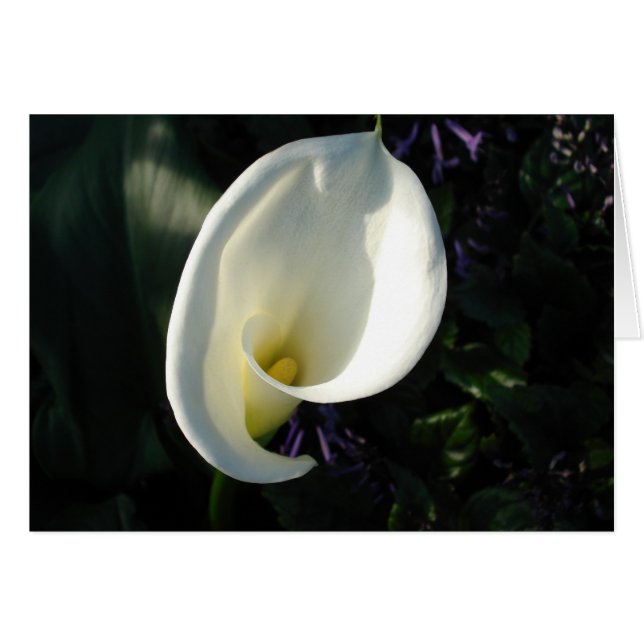 A Lily of the Valley (Front Horizontal)