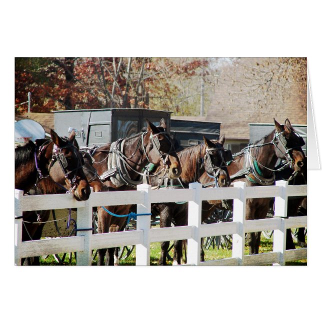 A Line of Amish Horses (Front Horizontal)