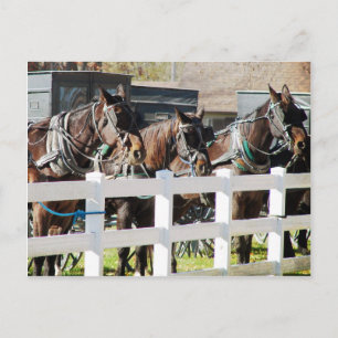 A Line of Amish Horses in Kalona, Iowa Postcard