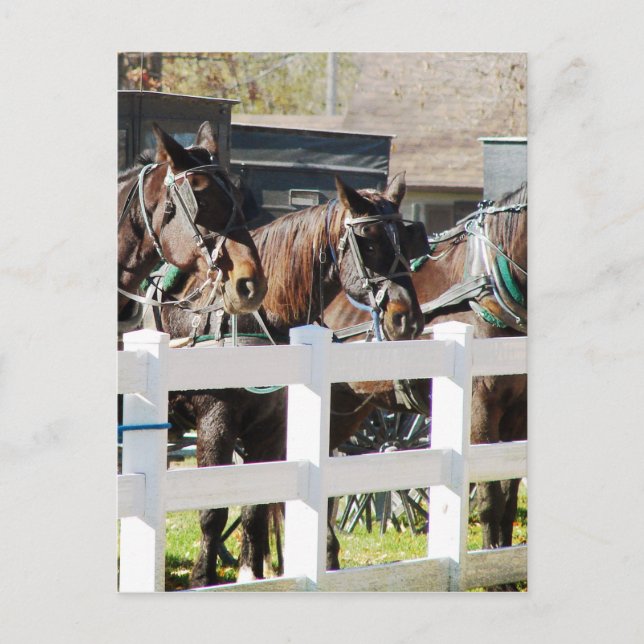 A Line of Amish Horses Postcard (Front)
