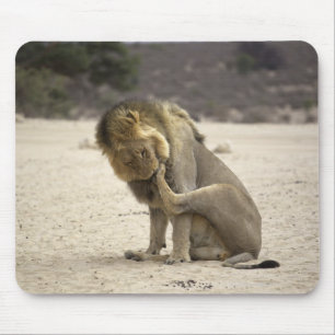 A Lion cleaning its back paw, Kgalagadi Mouse Pad