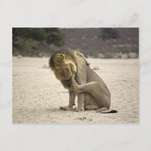 A Lion cleaning its back paw, Kgalagadi Postcard