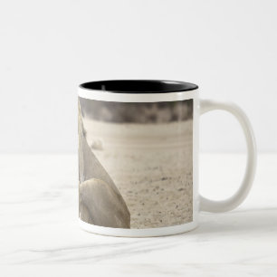 A Lion cleaning its back paw, Kgalagadi Two-Tone Coffee Mug