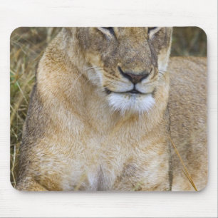 A lion sitting the high grass of the Maasai Mouse Pad