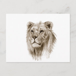 A Lion - Without Pride Drawing Sketch Art Postcard