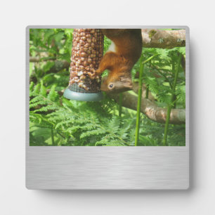 A Little Bit Nuts, Squirrel Plaque. Plaque