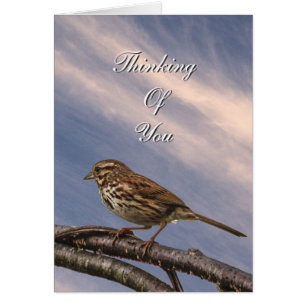 A Little Brown Bird