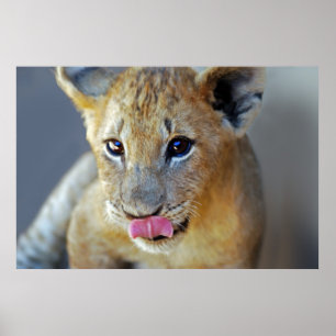 A little lions hungry poster