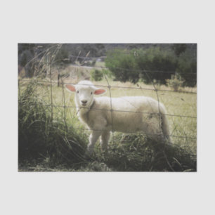 a little white lamb behind a fence in a field tissue paper