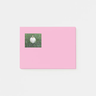 A Little White Pumpkin Post-it Notes