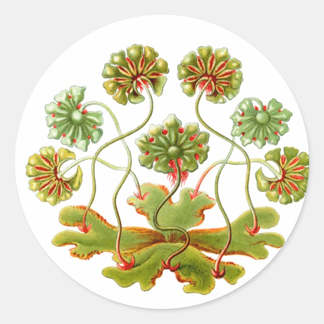 A Liverwort Classic Round Sticker (Front)