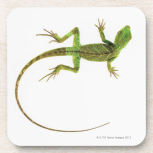 A lizard on pure white ground coaster