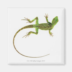 A lizard on pure white ground magnet