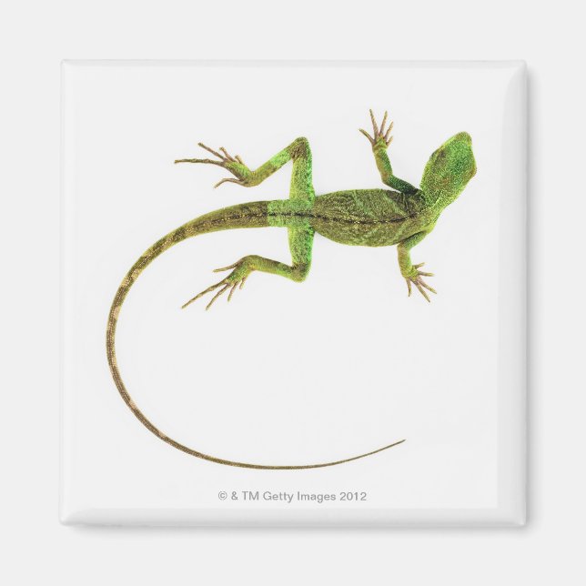 A lizard on pure white ground magnet (Front)