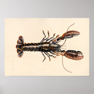 A Lobster from Solva Poster