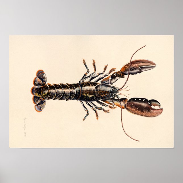 A Lobster from Solva Poster (Front)