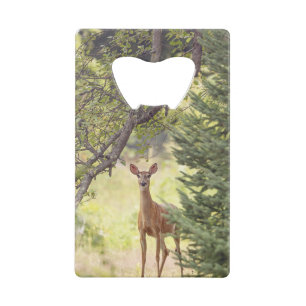 A Lone Deer