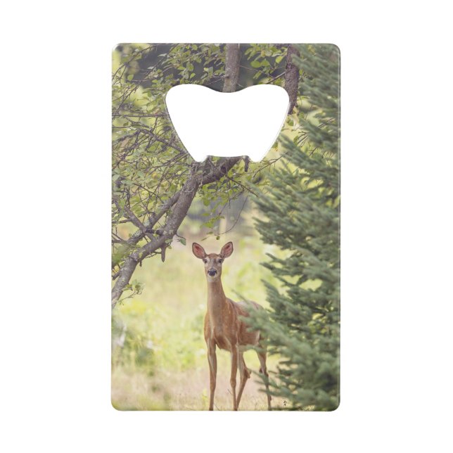 A Lone Deer  (Front)