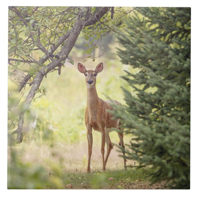 A Lone Deer  Ceramic Tile (Front)