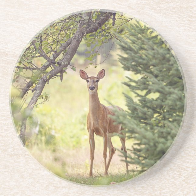 A Lone Deer  Coaster (Front)