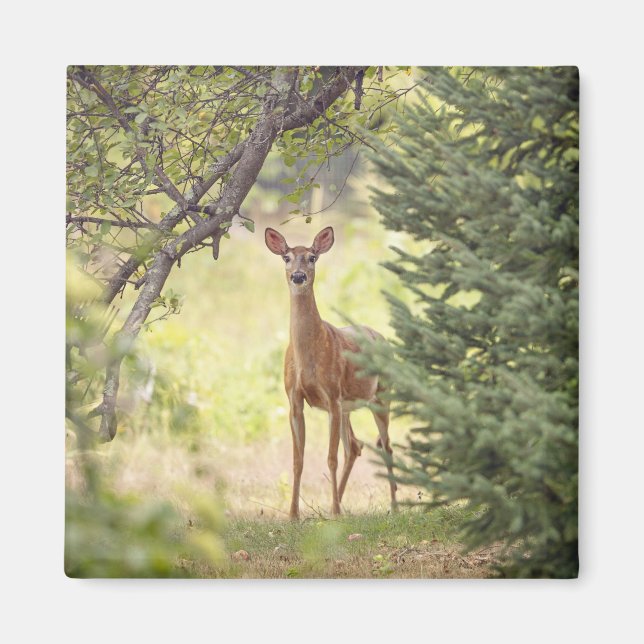 A Lone Deer  Magnet (Front)