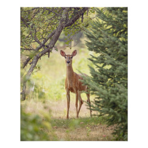 A Lone Deer Poster
