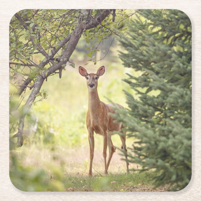 A Lone Deer  Square Paper Coaster (Front)