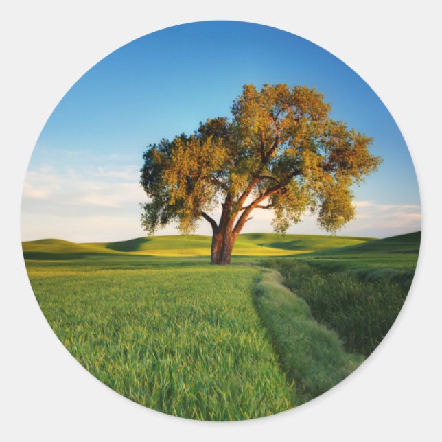 A lone tree surrounded by rolling hills of wheat classic round sticker (Front)