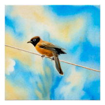 A lonely colourful bird