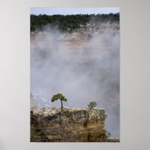 A Lonely Grand Canyon Tree Poster