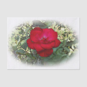 A lonely rose tissue paper