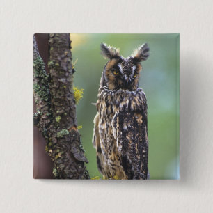 A long-eared owl perched on a tree branch 15 cm square badge