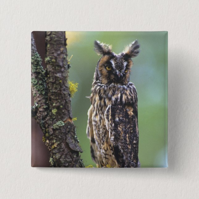 A long-eared owl perched on a tree branch 15 cm square badge (Front)