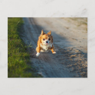 A long haired brown and white Chihuahua Running Postcard