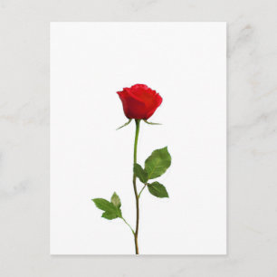 A LONG STEM RED ROSE POSTCARD