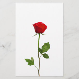 A LONG STEM RED ROSE STATIONERY