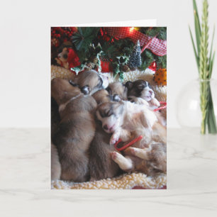 A Long Winter's Nap Corgi Puppy Christmas Cards
