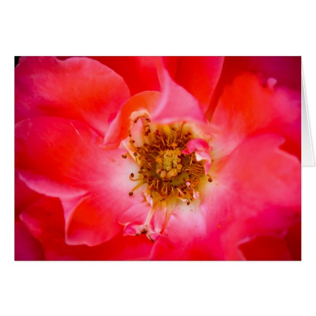 A Look Within (Front Horizontal)